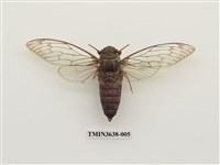 藏品(臺灣騷蟬)的圖片